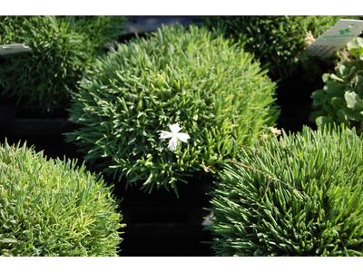 Dianthus arenarius nanus