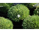 Dianthus arenarius nanus Little Maiden