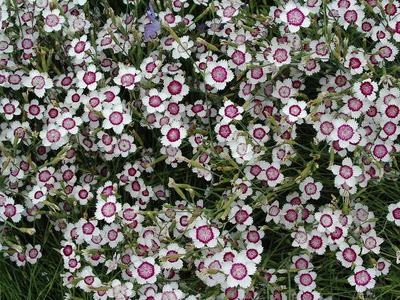 Dianthus deltoides