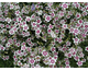 Dianthus deltoides Arctic Fire