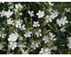 Dianthus deltoides Albus (Confetti White)