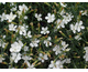 Dianthus deltoides