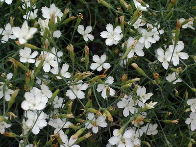 Dianthus deltoides