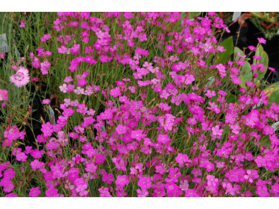 Dianthus deltoides