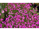 Dianthus deltoides Confetti Roseus