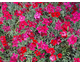 Dianthus deltoides Flashing Light (Confetti Deep Red, Leuchtfunk)