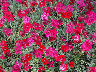 Dianthus deltoides