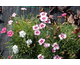 Dianthus plumarius var. nanus Sweetness