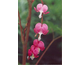 Dicentra spectabilis None