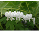 Dicentra spectabilis Alba