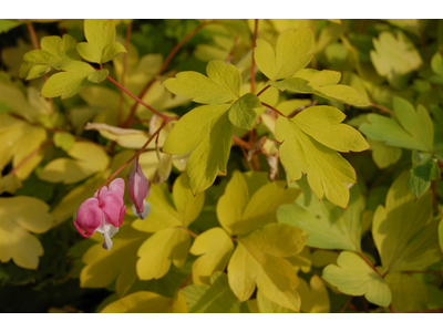 Dicentra spectabilis