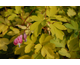 Dicentra spectabilis Goldheart ®