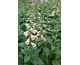 Digitalis Dalmation Peach