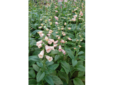 Digitalis