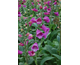 Digitalis Dalmation Purple