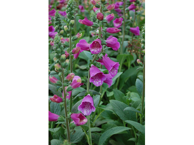 Digitalis