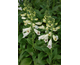 Digitalis Dalmation White