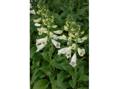 Digitalis