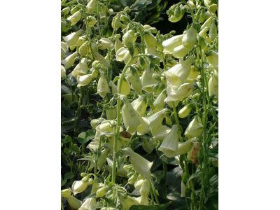 Digitalis purpurea