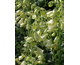 Digitalis purpurea Pam's Choice (Elsie Kelsey)