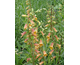 Digitalis obscura Sunset