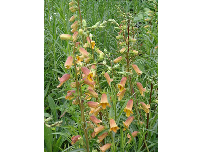 Digitalis obscura