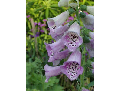 Digitalis purpurea