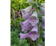 Digitalis purpurea