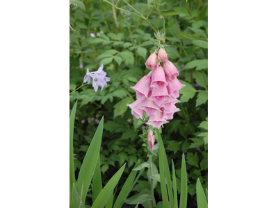 Digitalis x mertonensis