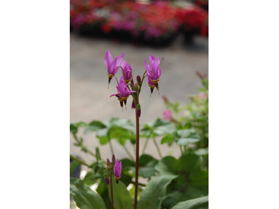 Dodecatheon pulchellum