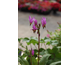 Dodecatheon pulchellum Red Wings