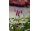 Dodecatheon pulchellum