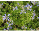 Dracocephalum argunense Fuji Blue