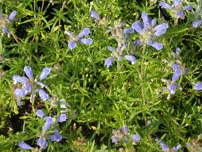 Dracocephalum argunense