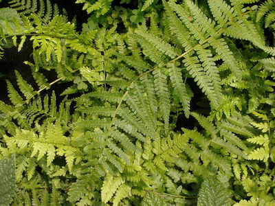 Dryopteris affinis