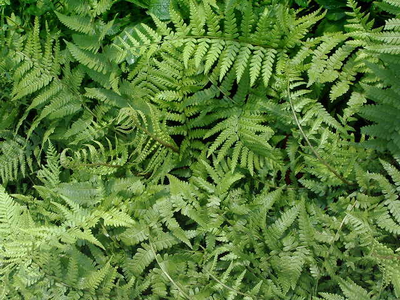 Dryopteris filix mas