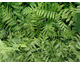 Dryopteris filix mas