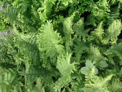 Dryopteris filix mas