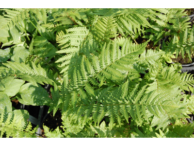 Dryopteris filix mas