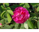 Rosa Duc de Guiche
