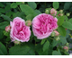 Rosa Duchesse de Rohan