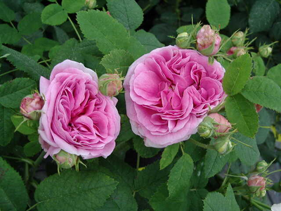 Rosa