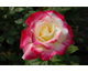 Rosa Earth Light