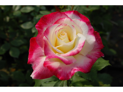 Rosa