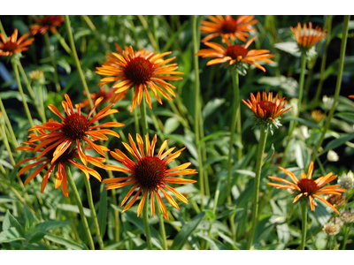 Echinacea