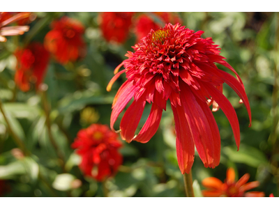 Echinacea purpurea