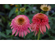 Echinacea Irresistible ®