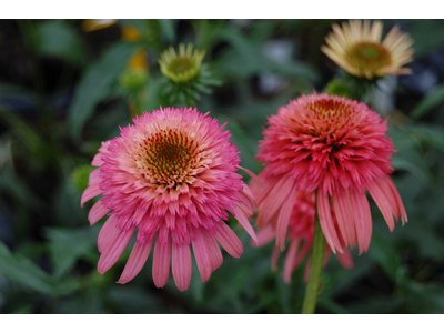 Echinacea