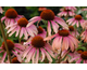 Echinacea Summer Sky ®
