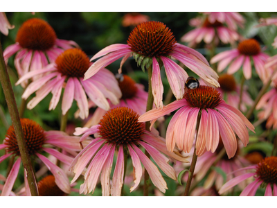 Echinacea